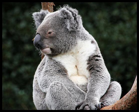 Koala Picture and Photo