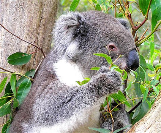 Koalas eat Eucalyptus Leaves