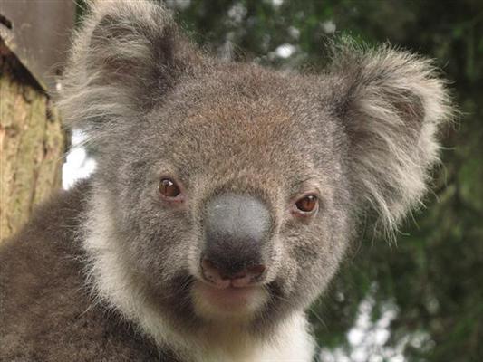 Koalas eyes are Button-shaped