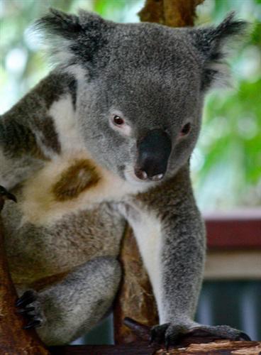 Investigation is required regarding Koalas' preferences for leaves.