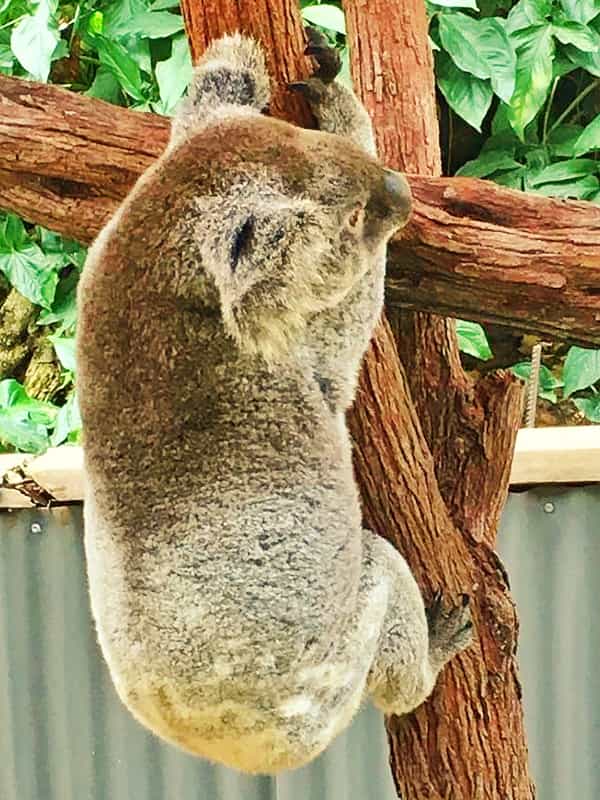 Koalas are the victim of dog attacks. 