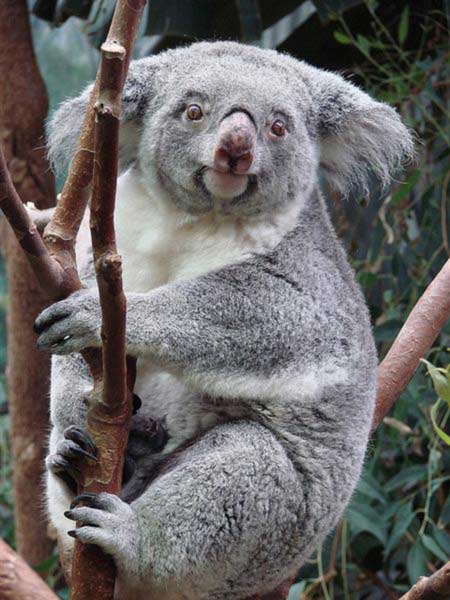 Female Koalas can give birth for upto 10 years.