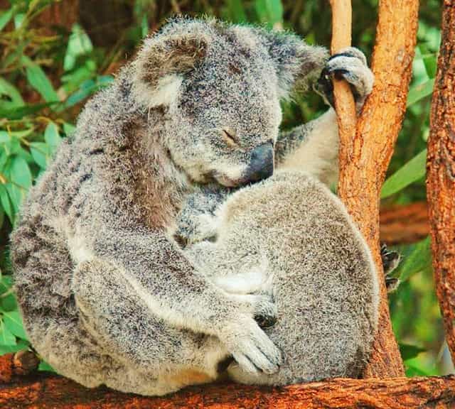 Female koalas vocalize aggressively towards the adult or grown-up joeys. 
