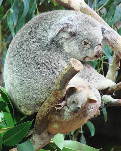 Food Consumption of Female Koalas.