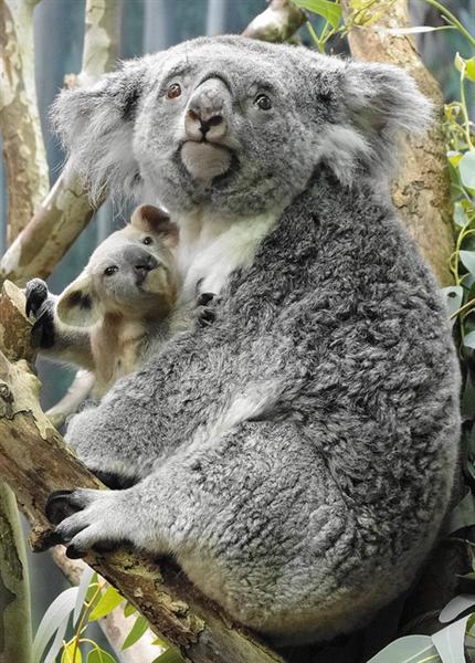 Female Koalas' Gestation Period.