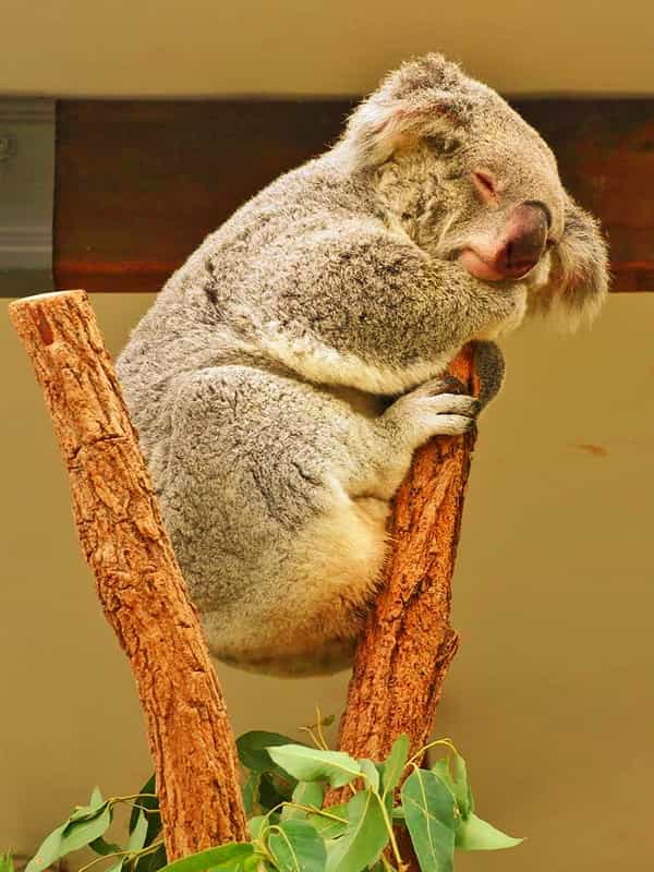 Female koalas may not vocalize at all during the non-breeding season.