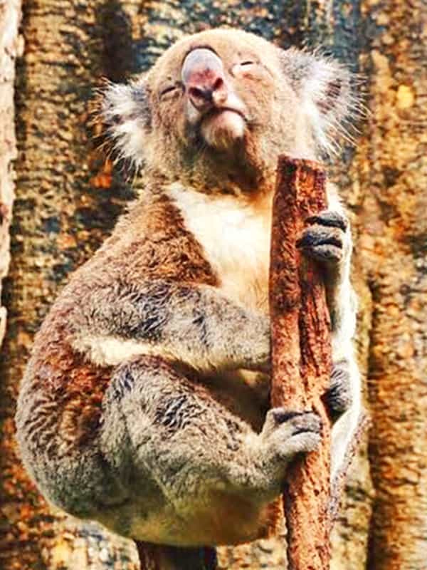Female koalas mostly vocalize during the mating season.