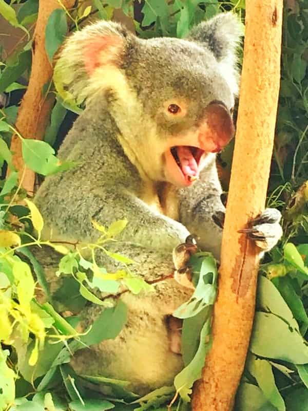 Female koalas' sounds and vocalization. 