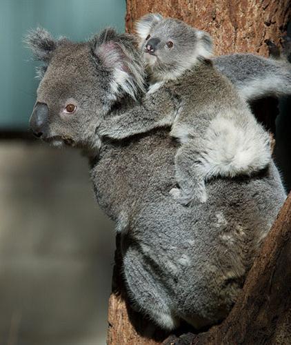 lactating female Koalas eat more food. 