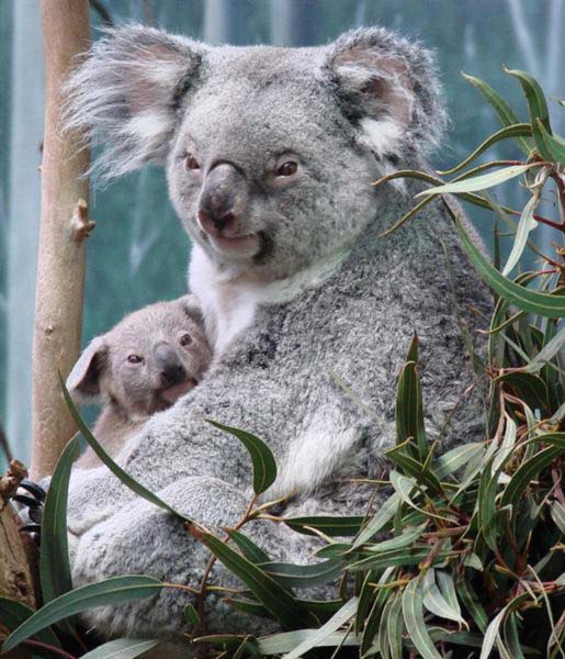 Lactating Female Koala.
