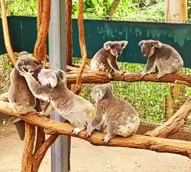 Koalas future looks very bleak because of habitat loss.