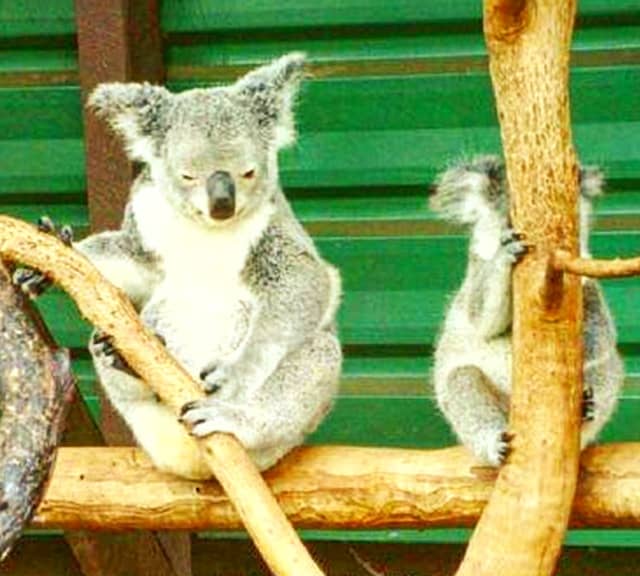 Koalas Habitat Loss is the loss of Eucalyptus trees.
