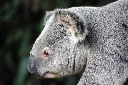 Koalas living millions of years
