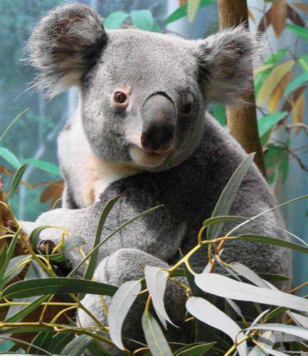 Male Koalas from Queensland live less as comapred to Victorian Koalas.
