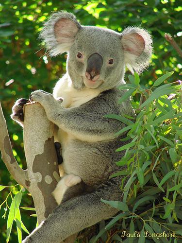A Male Koala and its age.