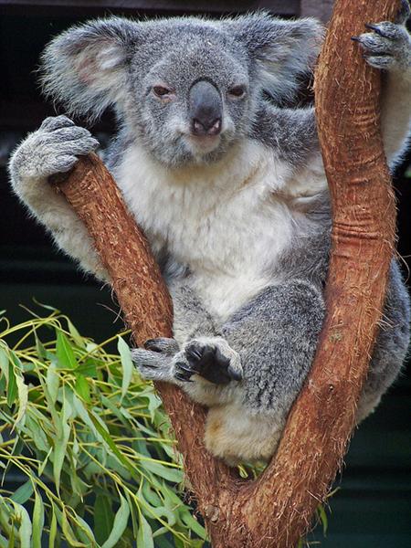 Koalas are recognized through their dominant nose.