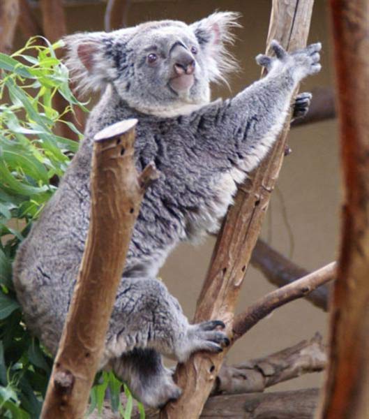 Koalas' eating behavior is unique.