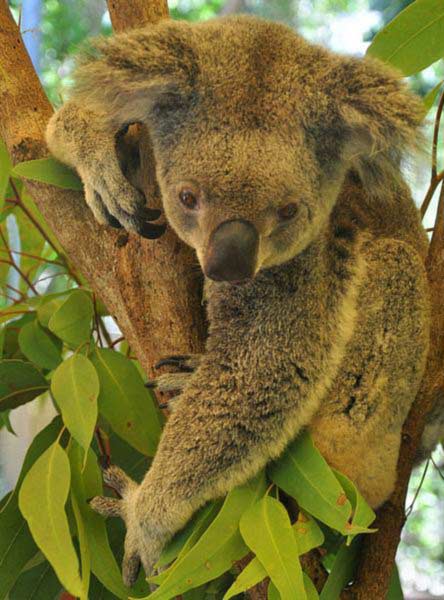 Koalas' Social Behavior.