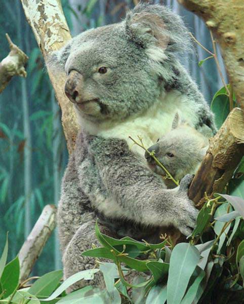 Koalas as Solitary Herbivores.
