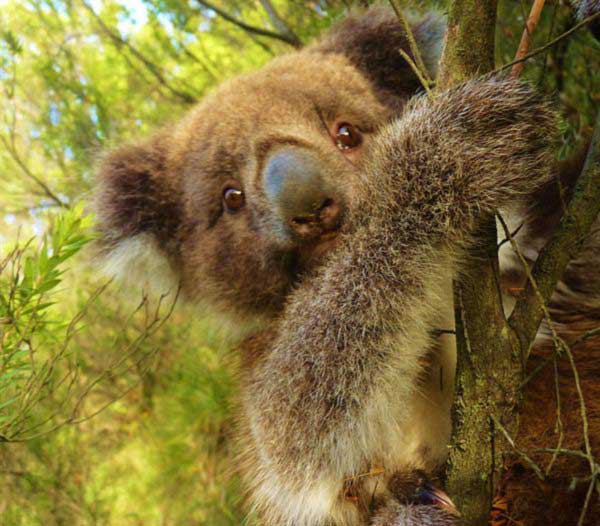 Koalas behavioral lifestyle.
