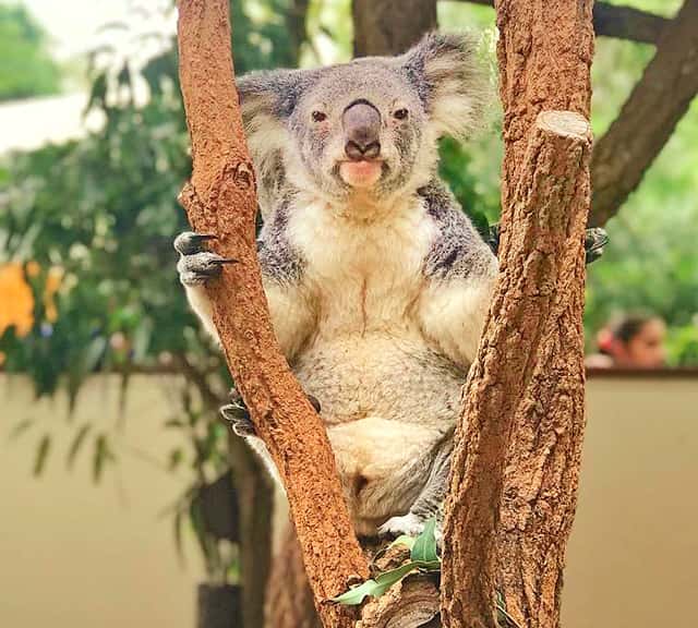 Breeding capability of the female koalas