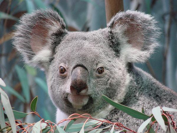 Brisbane Koalas are bigger in terms of their sizes.