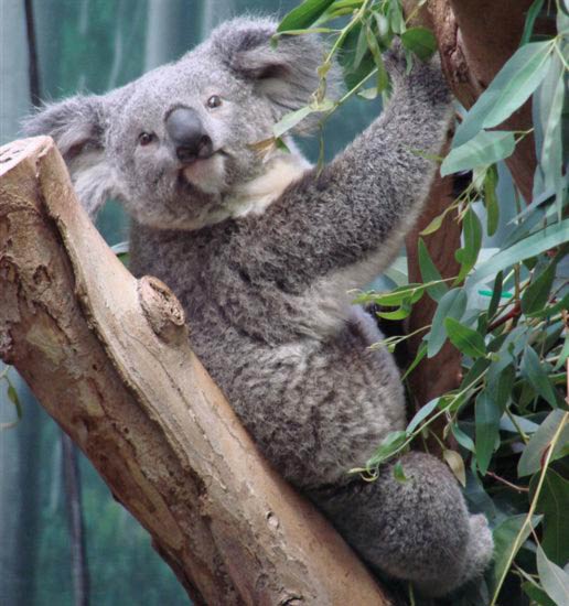 Food Availability for Brisbane Koalas.