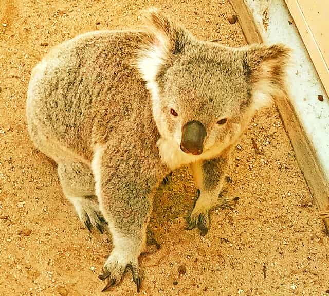 Bushfires destroy koalas' habitat and they starve to death.