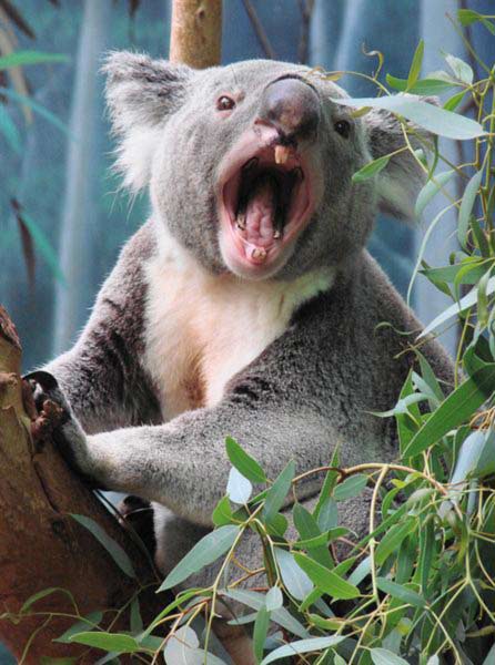 Koalas' Bushfire Response.