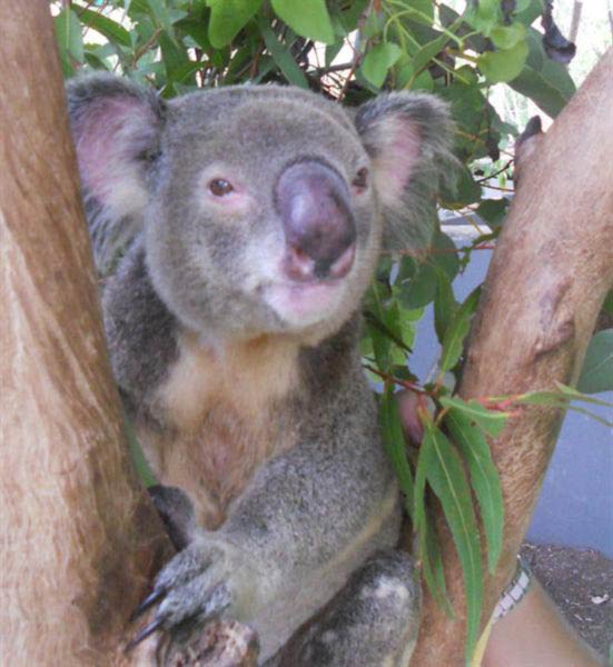 Koalas life is threatened by bushfire.