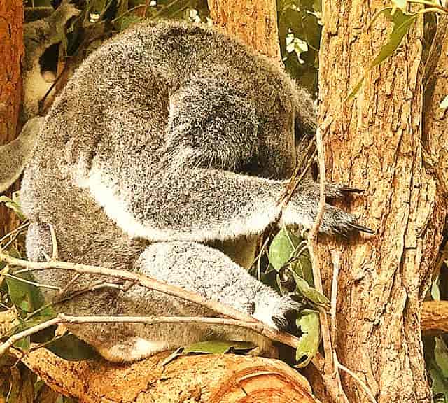 Koalas are suffering from Australian bushfires