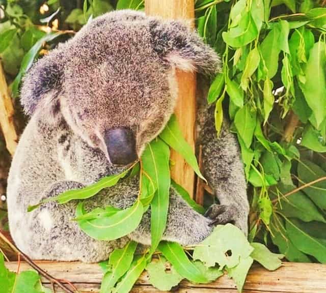 Tree cutting is also destroying Koalas habitat.