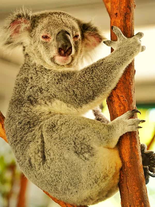 Koala discovery of not drinking water.