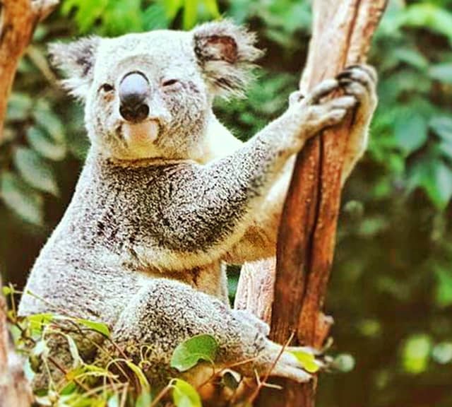 Koalas' discovery led to superstitious beliefs as well.