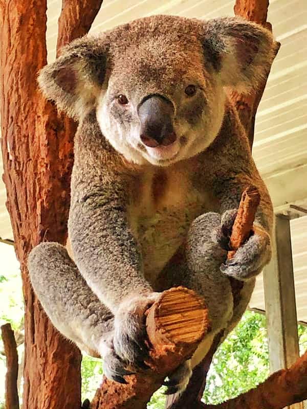 Each movement of the koala's ears have some meaning