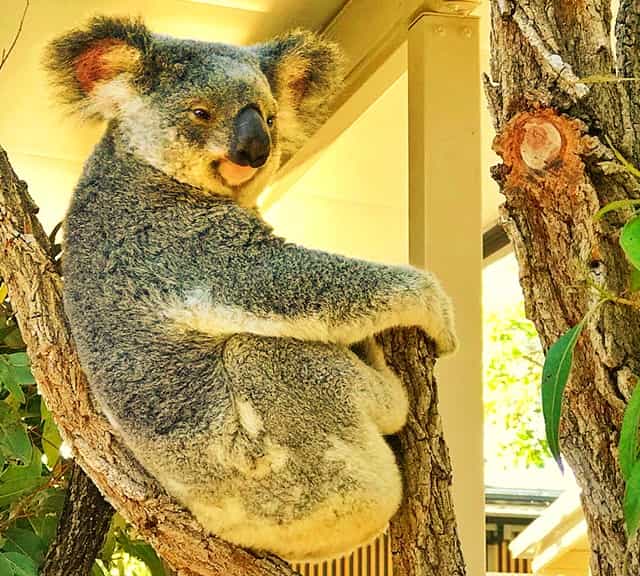 Koalas have bigger ears