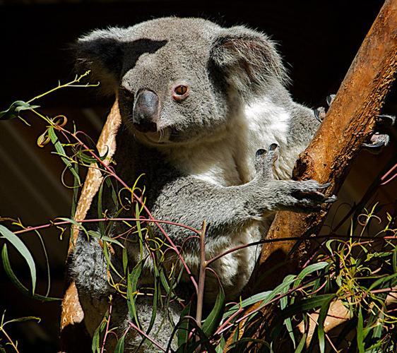 A Side View of Koalas' ears.