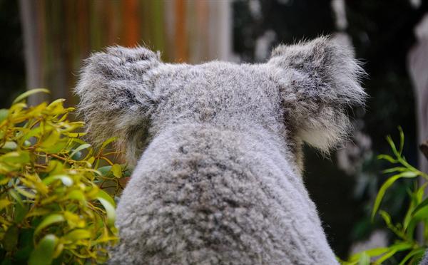 Koalas ears are fluffy from back