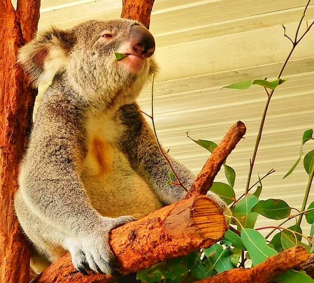 A koala retracting its ears backward means a mournful koala.