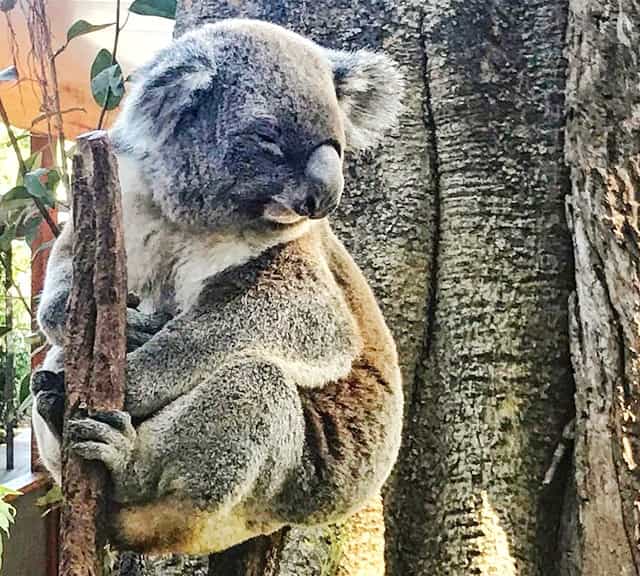 Victorian koalas have fluffiest ears.