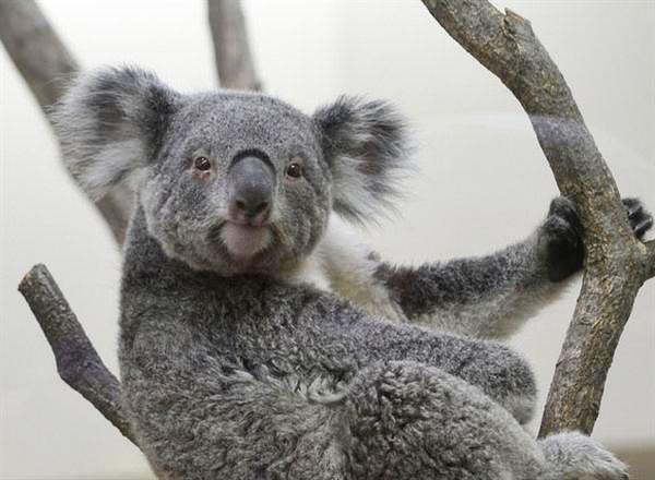 A relaxed expression of a Koala.