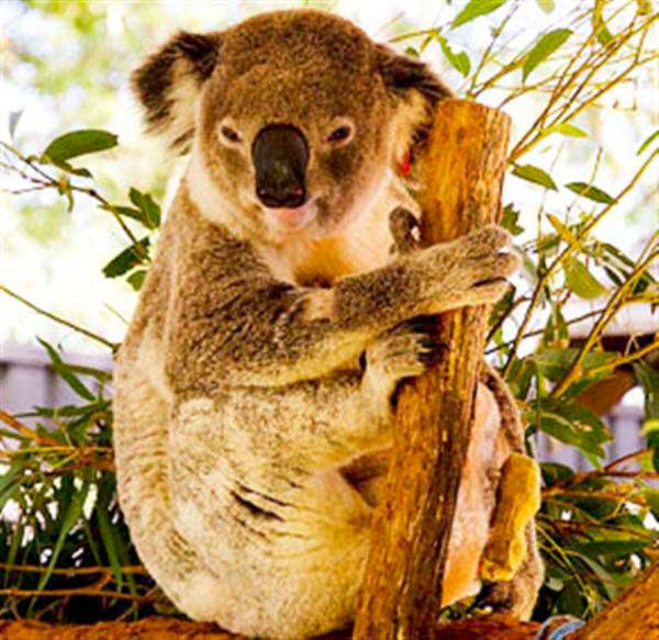 Factors influencing Koalas' fertility.