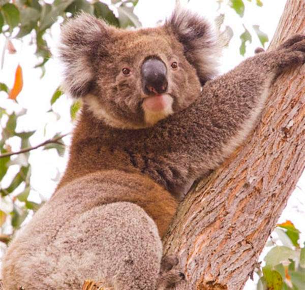 Koalas' fertility success.