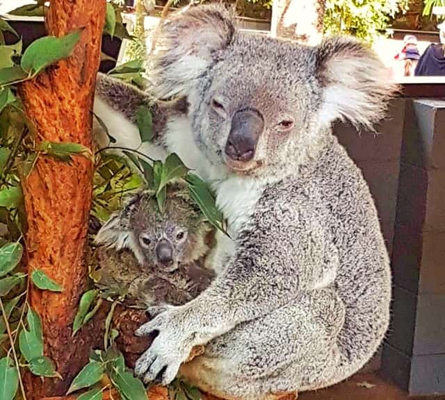 Size of Koala Joey at birth is 16 millimeters to 21 millimeters