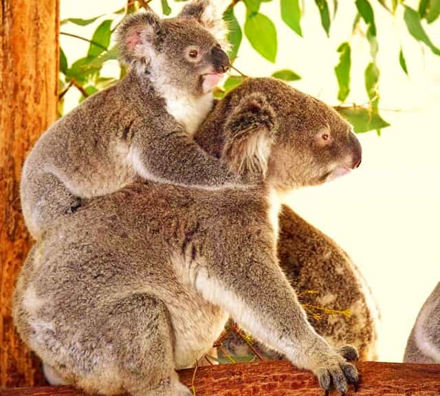 The size of the koala joey at the time of its birth is very small.