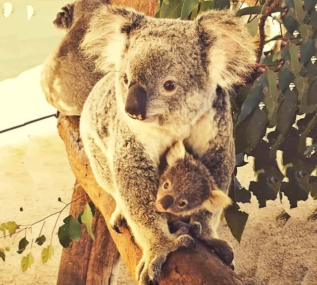 Little Koala Joey comes out of the pouch after sixth month.