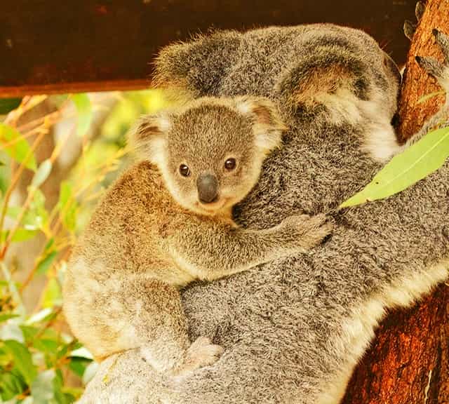 Small-sized koala joey travels straight into the pouch of its mother at the time of its birth.