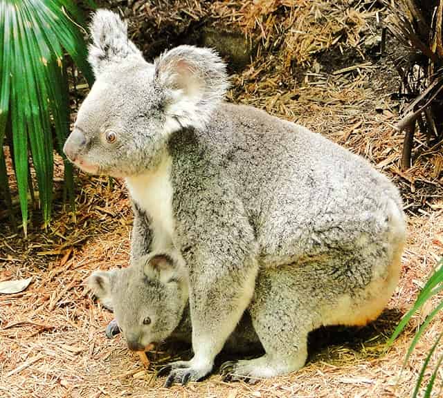Tiny sized koala joey goes inside its mother's pouch