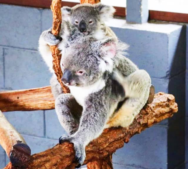A Baby Koala Joey outside its mother's pouch after 32 weeks.