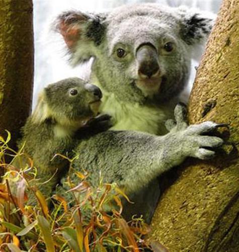 A baby Koala Joey.